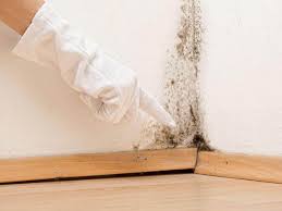 Best Black Mold Removal  in Morristown, NJ